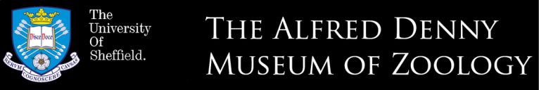 The Alfred Denny Museum
